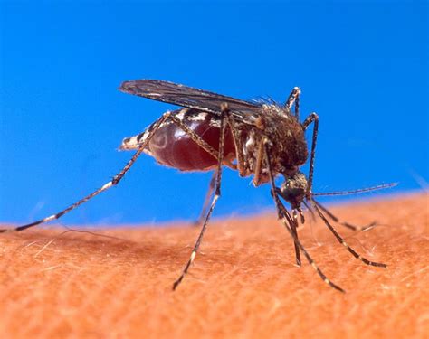 CDC lab in Fort Collins says more mosquitoes becoming resistant to pesticide sprays